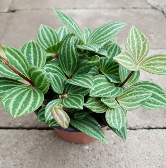 에덴농원 아몬드페페(늘어진 모습이 예쁜아이에요 )10센치, 1개