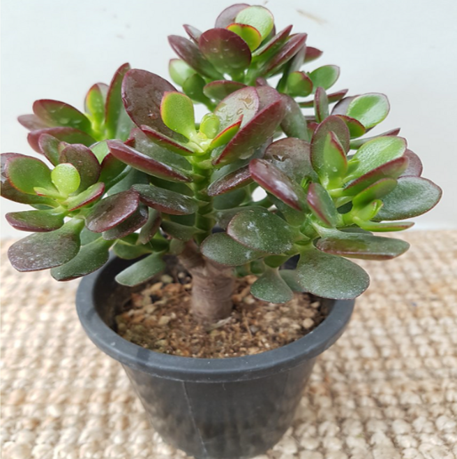 에덴농원 한목대로된염자(색상이 특히해요), 1개