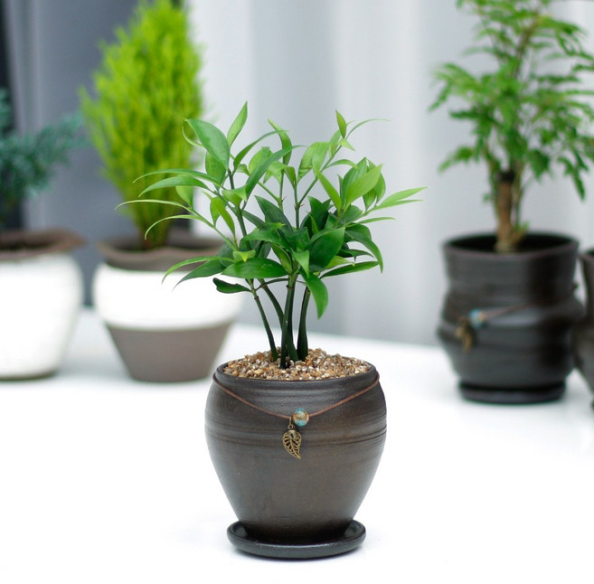 아침향기 공기정화식물 옹기화분 실내 거실 화분 집들이 선물 승진 축하, ;, 1개, 죽백