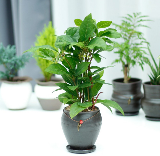 아침향기 공기정화식물 옹기화분 실내 거실 화분 집들이 선물 승진 축하, ;, 1개, 천량금