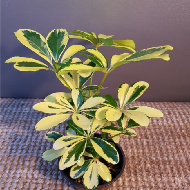 에덴농원 황금홍콩야자(10센치) 색상이 골드이어요(새로입고), 1개