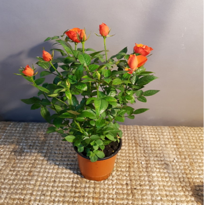 에덴농원 주황색장미(10센치)꽃말이 기쁨이래요 사랑하는 지인에게 사랑을 전하세요, 1개