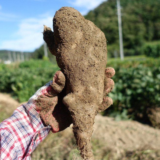 마사토 안동마 산마, 1박스, 2kg (산마 알뜰)