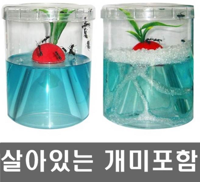 개미키우기세트(개미포함+개미집) 앤트빌/곤충키우기/관찰, 1세트