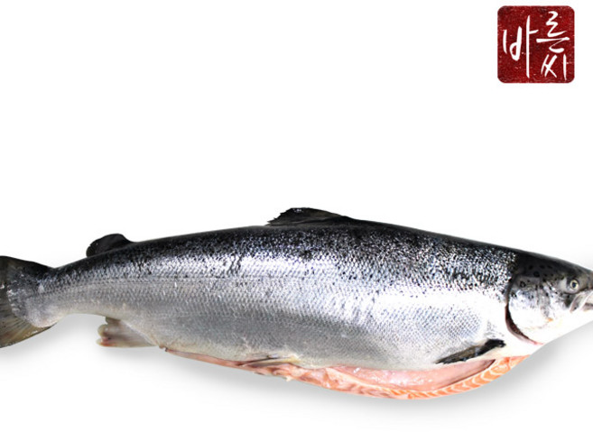 [HACCP인증]바른씨 노르웨이 생연어 한마리 (원물 6-7kg), 4kg(필렛 손질), 1개