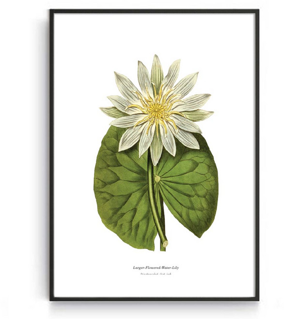 민트마켓 복을부르는연꽃 가운번창 연꽃그림 액자, 블랙