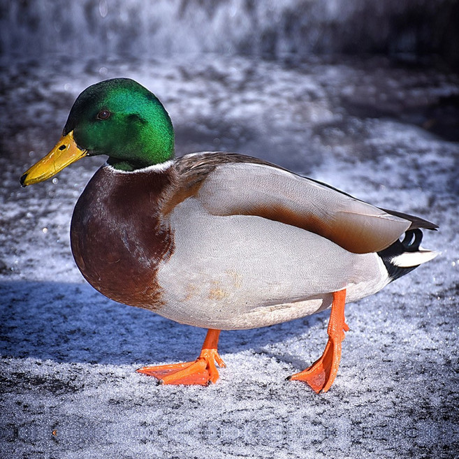 (부화알) 청둥오리 유정란, 10개