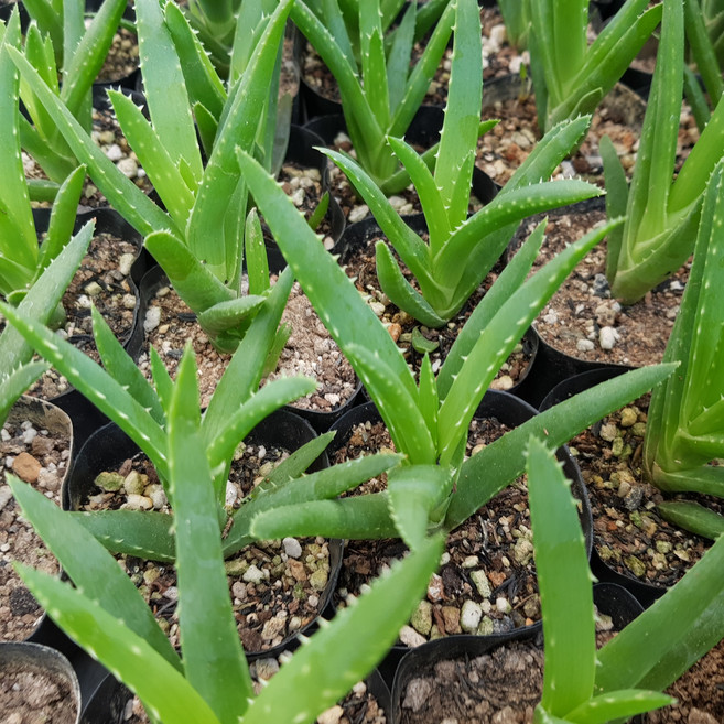 미니알로에(소) 다육식물 선인장, 1개