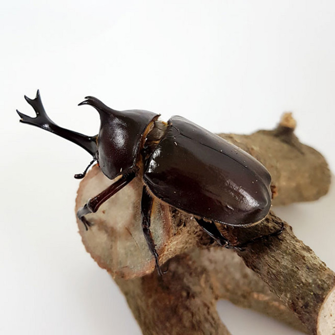 장수풍뎅이, 1세트, 장수풍뎅이 성충 암수 한쌍