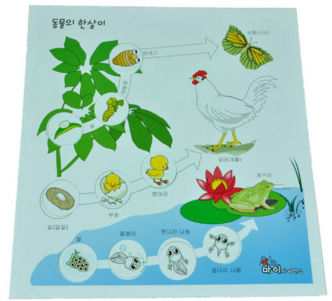 동물의 한살이 10명 set RS1