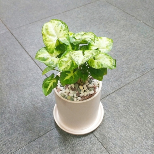 꽃피우는청년 새집증후군 미세먼지 제거 실내공기정화식물 원형 화이트 화분 (무광), 싱고니움, 1개