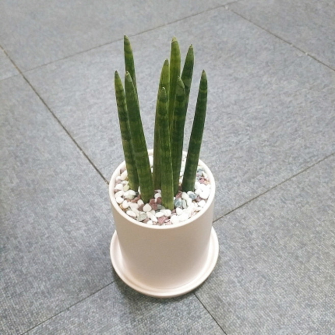 꽃피우는청년 새집증후군 미세먼지 제거 실내공기정화식물 원형 화이트 화분 (무광), 스투키, 1개