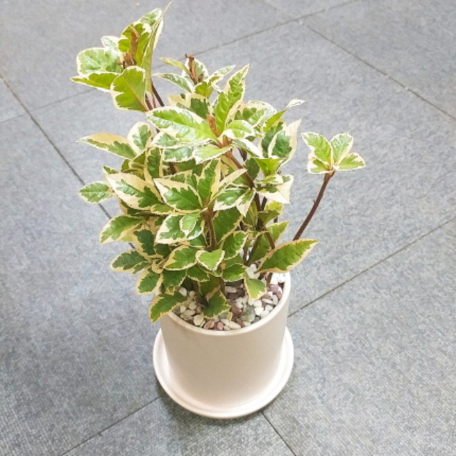 꽃피우는청년 새집증후군 미세먼지 제거 실내공기정화식물 원형 화이트 화분 (무광), 무늬산호수, 1개