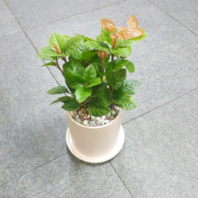 꽃피우는청년 새집증후군 미세먼지 제거 실내공기정화식물 원형 화이트 화분 (무광), 산호수, 1개