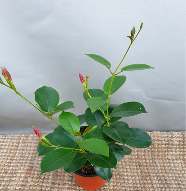 에덴농원 만데빌라(10센치) 나팔꽃처럼 피는 아이에요, 1개