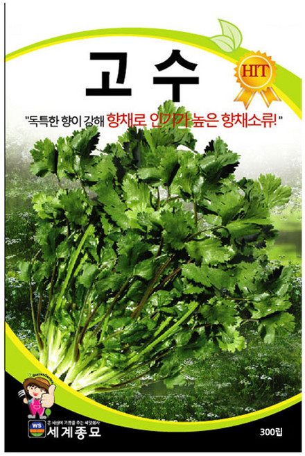 세계종묘 고수 씨앗 300립, 1개