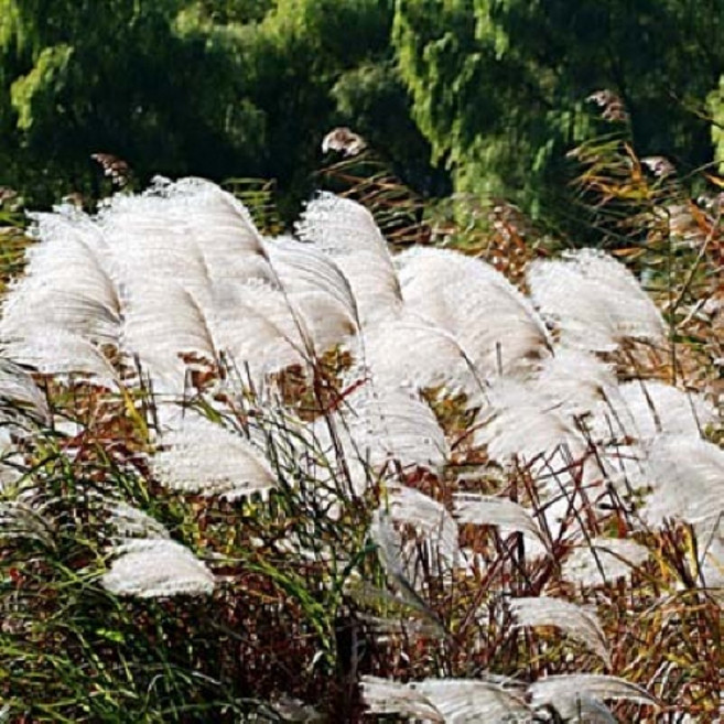 억새 모종 가을 야생화 3치 포트묘, 40개