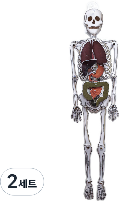 인체골격모형만들기, 2세트