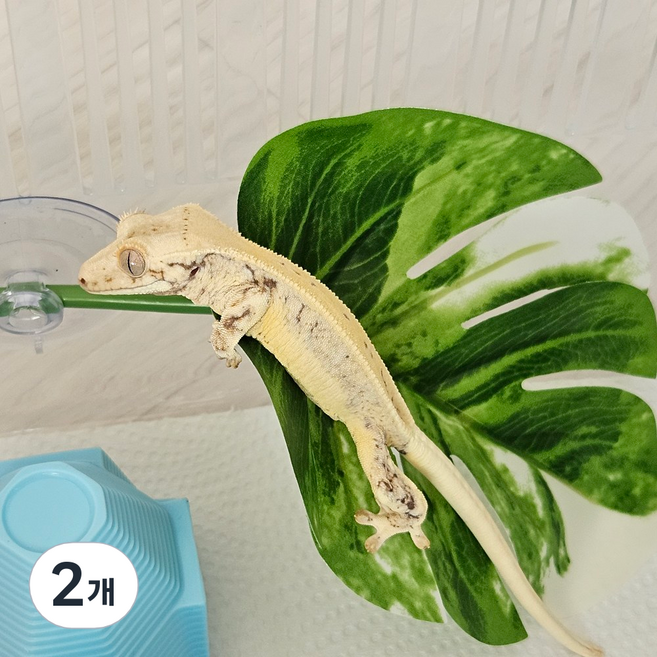 크레마루 몬스테라 조화 장식 백업, 2개, 알보