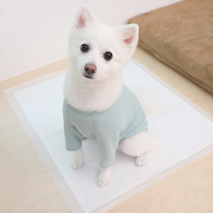 페츠모아 냄새잡는 요술 배변패드 엣지 레몬향 후기 분석 - 실생활 사용 연출