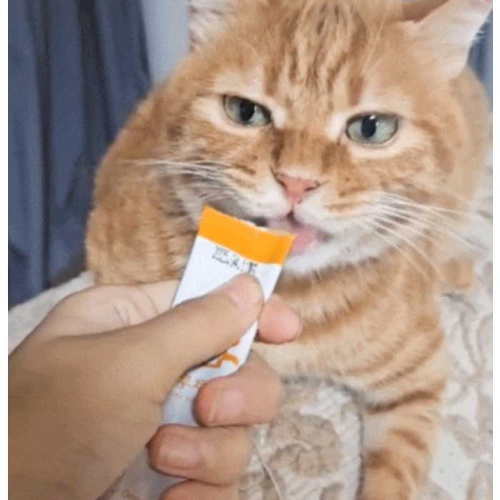 프로젝트21 고양이 하루채움 종합 영양제, 닭고기맛 후기 분석 - 고양이에게 직접 급여하는 모습