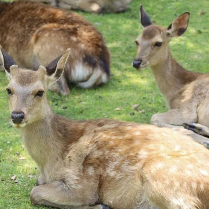 [일본 오사카] [특가진행중] 오사카 나라 고베 일일 버스투어 (한국인가이드 / 라쿠투어) - 일본 교통 패스 상품