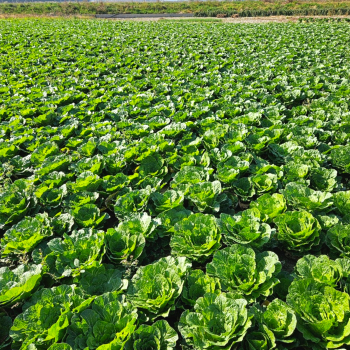 [2월한정특가] 제철맞이 아삭달큰 봄동, 1박스, 1kg 대표 이미지 - 봄동 추천