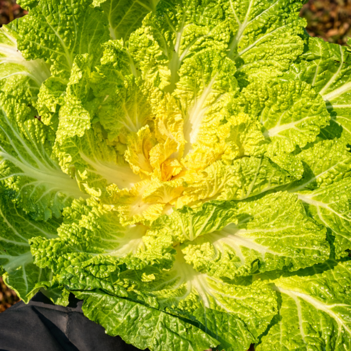 [제철한정] 산지직송 아삭한 겉절이용 봄동, 1박스, 1kg 대표 이미지 - 봄동 추천