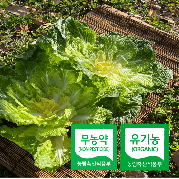 친환경 하늘농부 봄동배추 달고 아삭한 속배추 봄동, 1.5kg, 1개 대표 이미지 - 봄동 추천