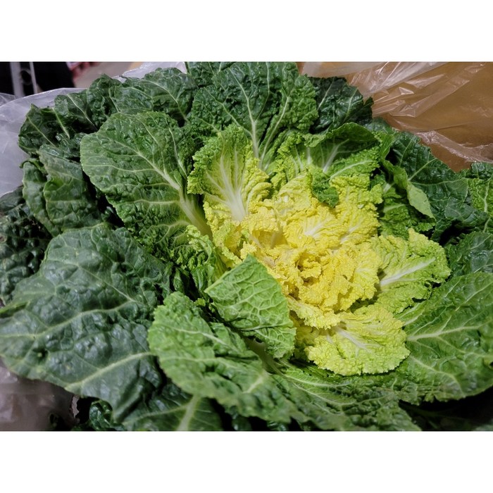 약수농장 국내산 싱싱한 봄동5kg 10kg, 1박스, 봄동10kg 대표 이미지 - 봄동 추천