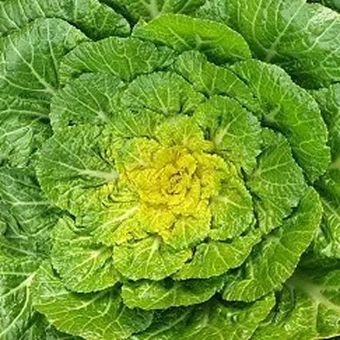 [SNS화제] 봄동 비빔밥용 국내산 제철 진도 봄동 2kg, 1박스, 2000kg 대표 이미지 - 봄동 추천