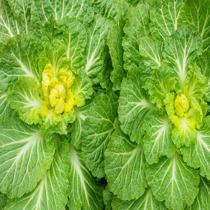 국내산 봄동 배추 10kg, 1박스 대표 이미지 - 봄동 추천