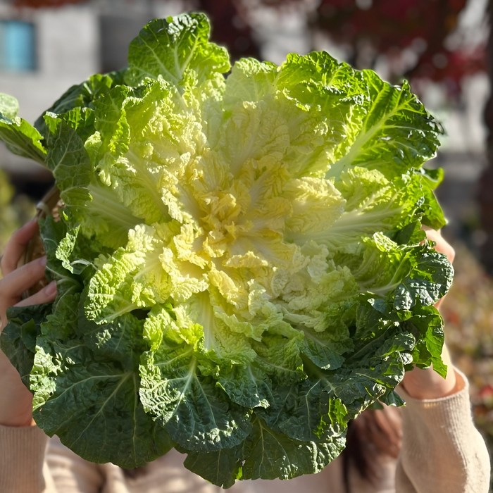 [제철맞이 특가판매] 산지직송 봄동 배추, 1박스, 1kg 대표 이미지 - 봄동 추천