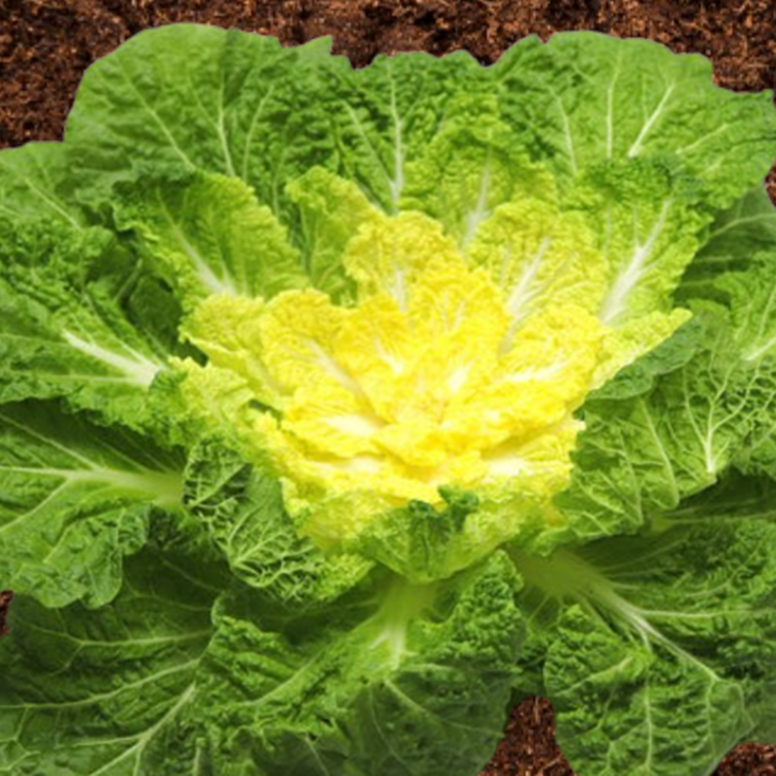 [제철맞이] 민생안정 봄내음가득 진도산 봄동, 1박스, 1kg 대표 이미지 - 봄동 추천