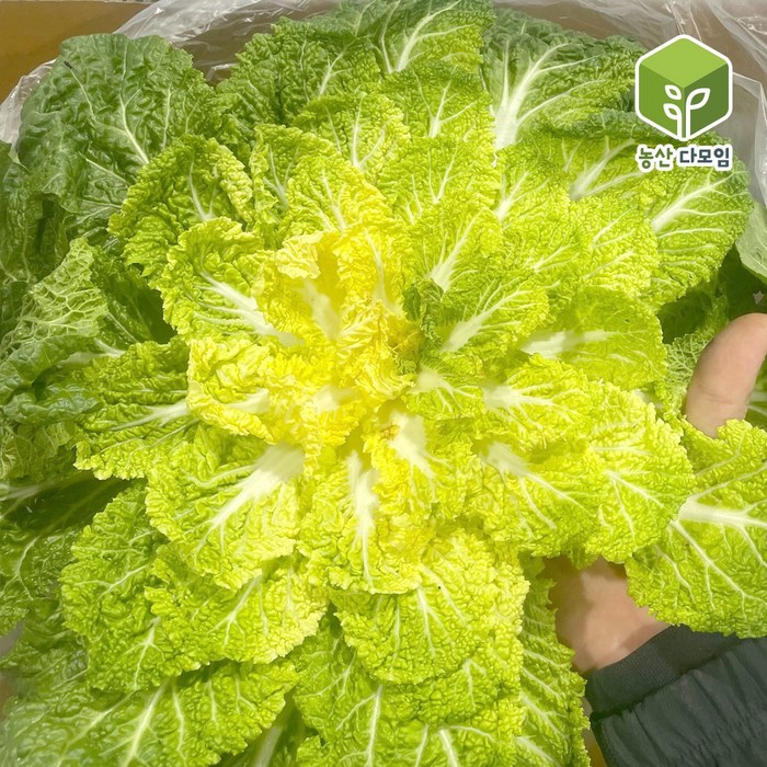 국내산 봄동배추 10kg, 1개 대표 이미지 - 봄동 추천