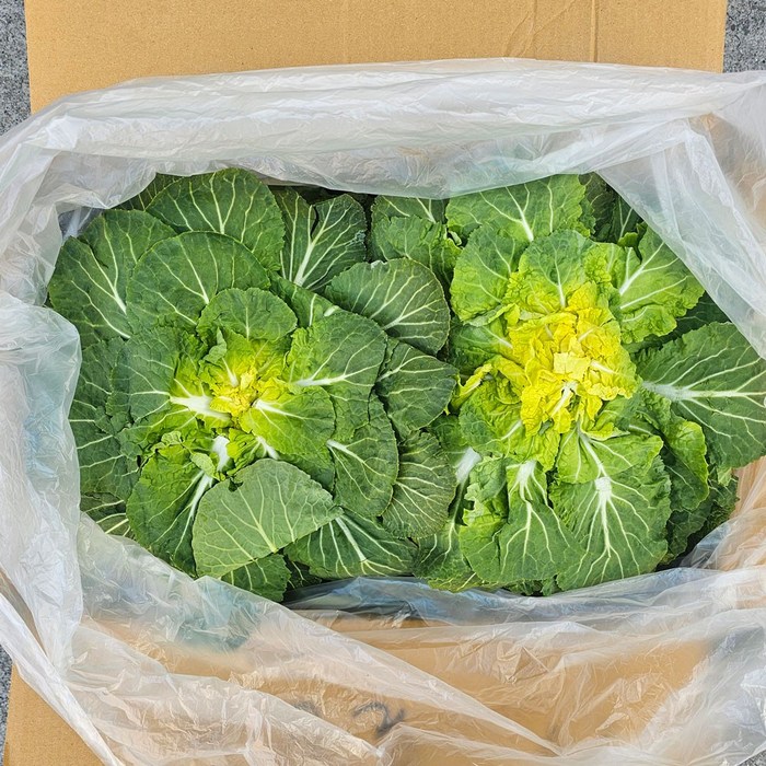 클릭마켓 진도 완도 봄동 봄동배추, 1박스, 5kg 대표 이미지 - 봄동 추천