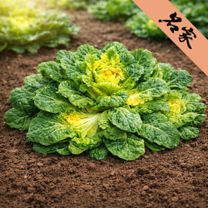 [백화점납품농가] 한정수량 산지직송 해풍맞은 아삭한 봄동, 1박스, 2kg 대표 이미지 - 봄동 추천