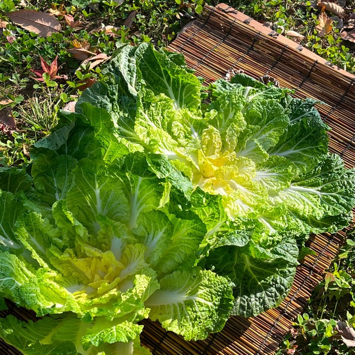 [엄선수확] 농장직배송 청정노지 향긋달큰 봄동, 1박스, 5kg 대표 이미지 - 봄동 추천