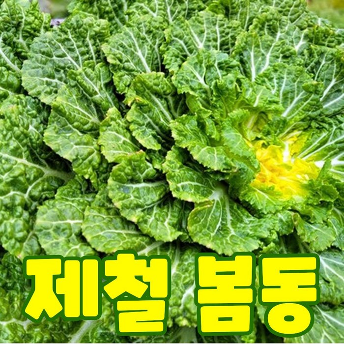 [전국최저가] 제철 봄동 국내산 산지직송, 1박스, 1kg 대표 이미지 - 봄동 추천