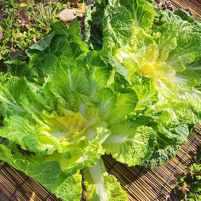 [프리미엄] 당일수확 해풍맞은 진도 봄동, 1개, 1kg 대표 이미지 - 봄동 추천