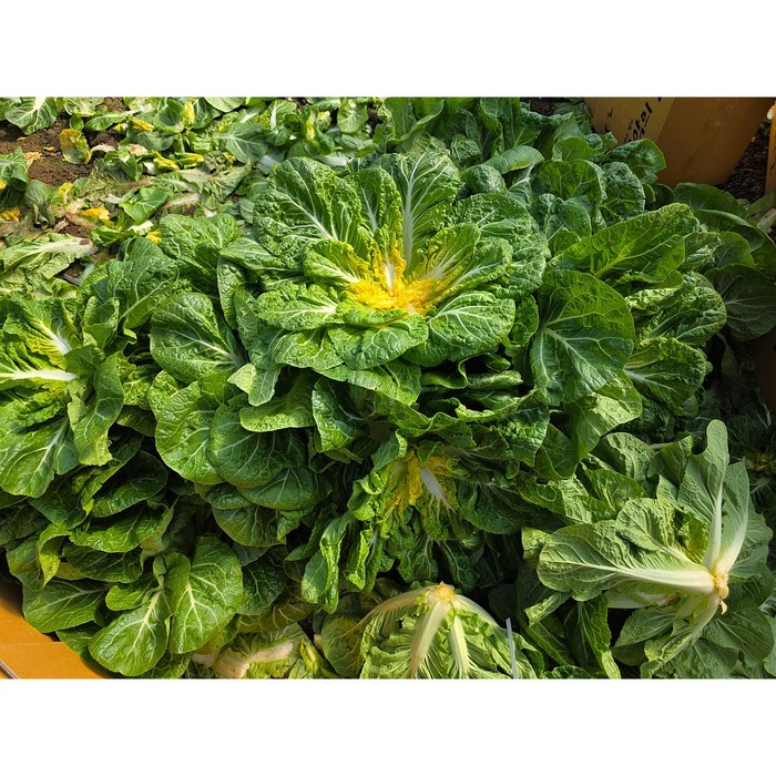 연하고 부드러운 포천 하우스 봄동, 2kg, 1박스, 봄동 2kg 대표 이미지 - 봄동 추천