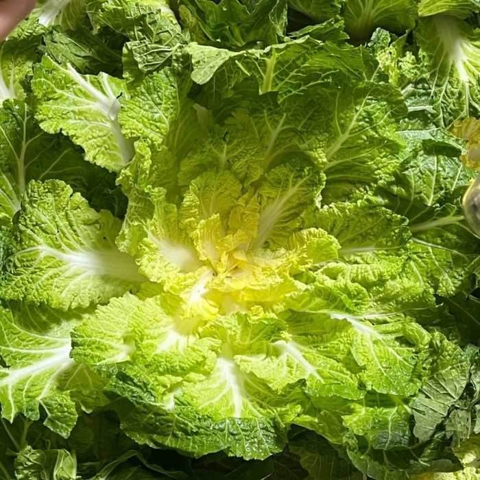 국내산 진도 산지직송 해풍 맞은 제철 봄동 배추, 1세트, 3kg 대표 이미지 - 봄동 추천