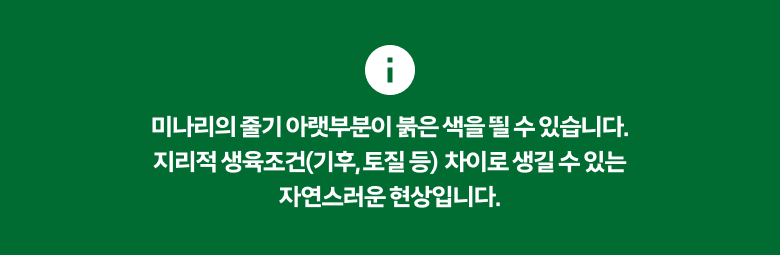 Suncheon Water Dropwort , 200 g, 1 Pack (순천 미나리, 200g, 1개)