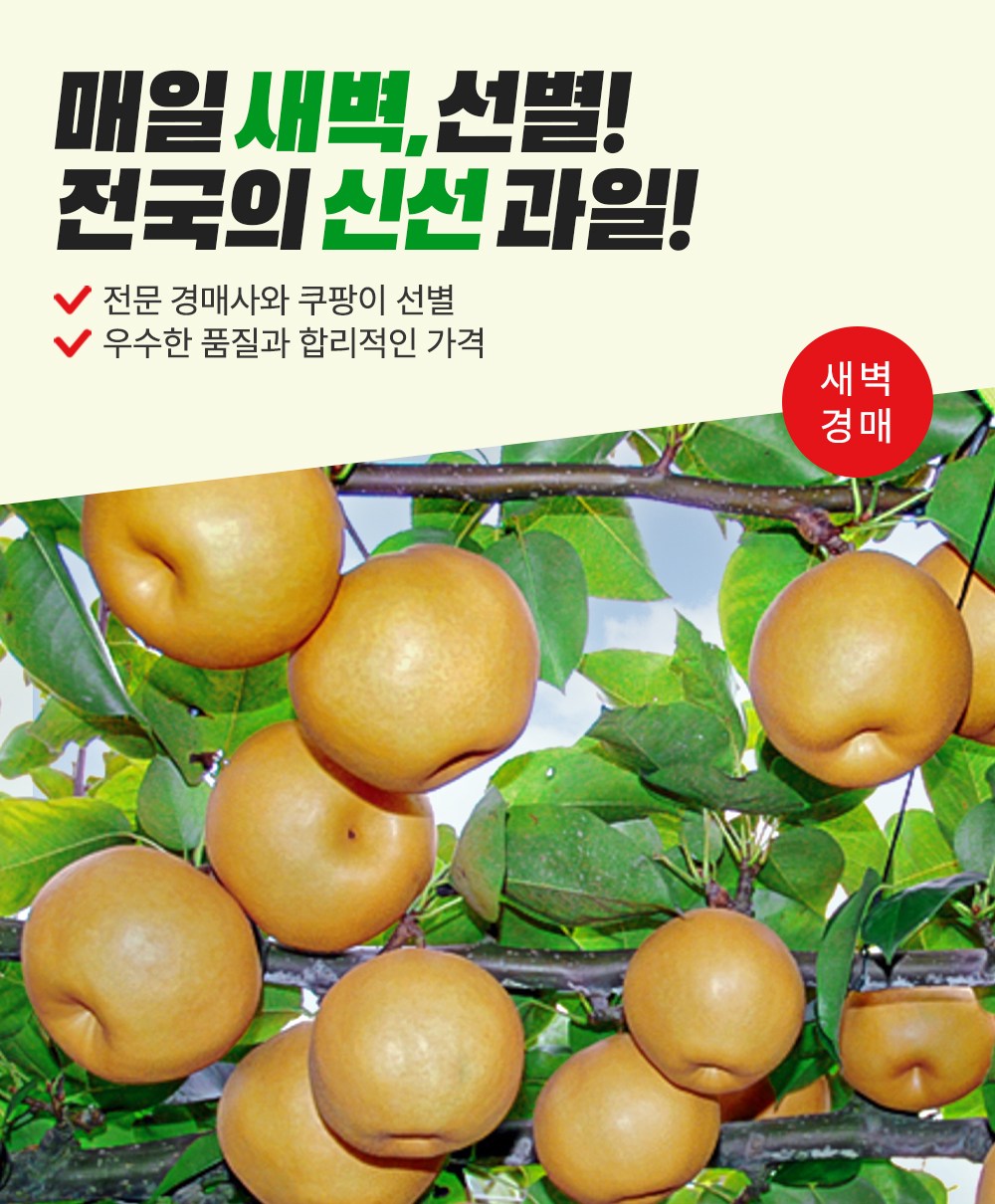 Saebyeokgyeong Sheets Crunchy Pear , 1.5 kg, 1 Pack (새벽경매 아삭한 배, 1.5kg, 1팩)