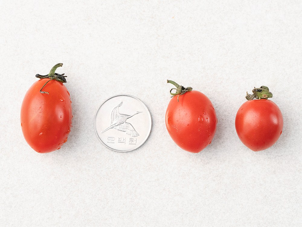 Gwangsik Nong Sheets GAP Injeung Mini Daechu Tomato , 1.5 kg, 1 Pack (광식이 농장 GAP 인증 미니대추토마토, 1.5kg, 1팩)