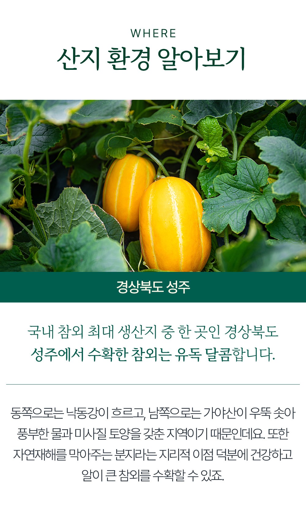 Korean Melon 3 Pack , 900 g, 1 Pack (프리미엄 참외 3입, 900g, 1개)