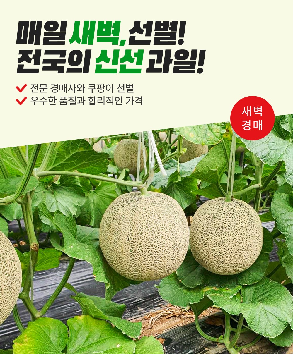 Saebyeokgyeong Sheets Musk Meron , 1.2 kg, 1 Pack (새벽경매 머스크 메론, 1.2kg, 1개)