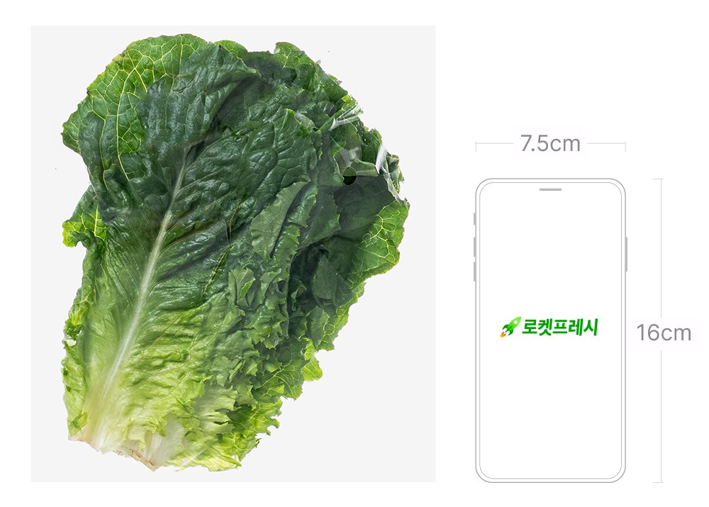 Eco-friendly Kki Green Lettuce , 80 g, 1 Pack (친환경 한끼 청상추, 80g, 1개)