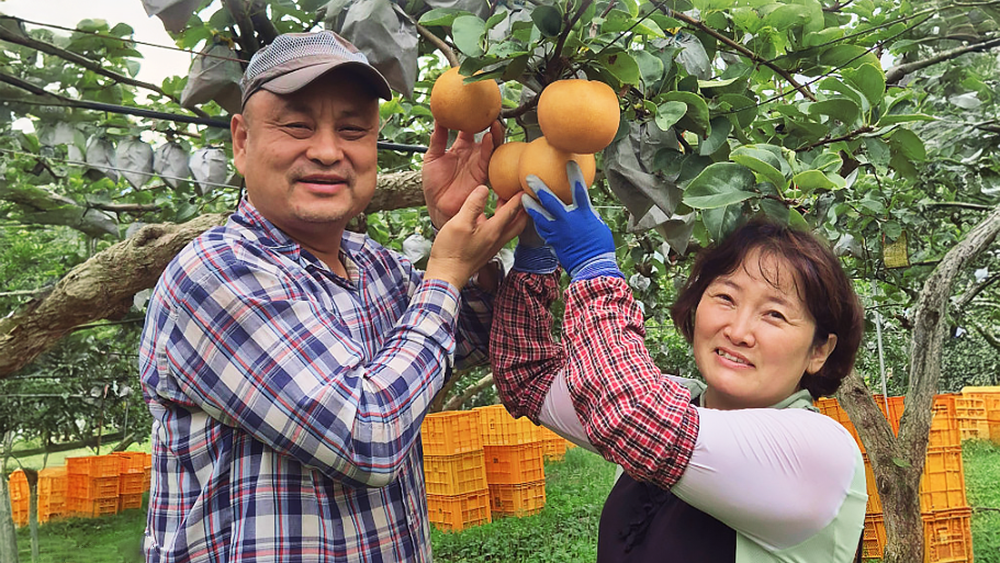 Organic Injeung Pear 2~3 Pack , 1 Pack , 1.4 kg (유기농 인증 배 2~3입, 1개, 1.4kg)