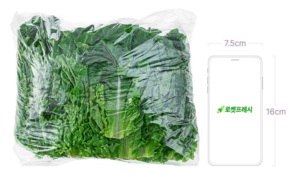 Romaine Sangchu (로메인 상추)